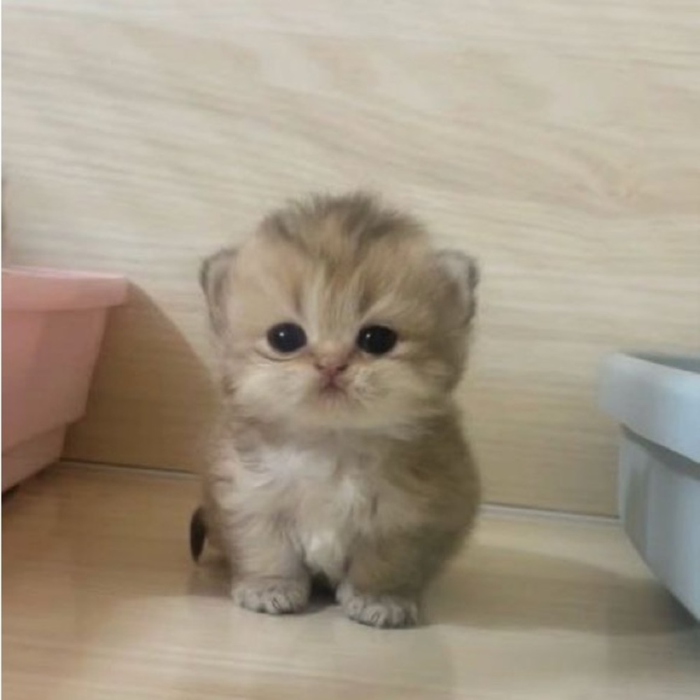 Meet your Posher, Lil